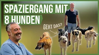 LEINENFÜHRUNG mit mehreren Hunden! 🤗 So klappt es!