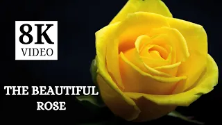 The Most Beautiful Flowers in the World | 8K Video HDR 60FPS DEMO