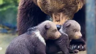 ЭТО ЧТО-ТО!!! Мама медведица ВПЕРВЫЕ вынесла из берлоги на прогулку малышей-медвежат!