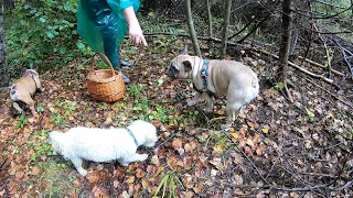 Гриби Прикарпаття!..Другий день поспіль дощ!..Ми у ЛІС! Небагато, але гриби є!