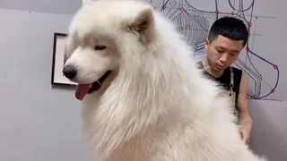 The Biggest Samoyed Dog Grooming & Taking Bath By Asian Groomer (Samoyed Puppy)