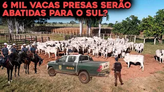 6 MIL CABEÇAS DE GADO APREENDIDAS SERÃO ABATIDAS E DOADAS AO SUL?