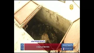 Зоозащитники обнаружили ямы с трупами собак