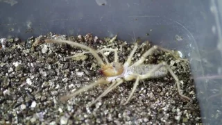The Terrifying Camel spider or Sun Spiders with the Deadly Tarantula Girl