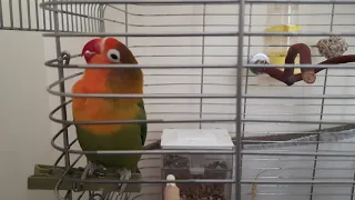 Cennet papağanı sesi(kuşunuz çıldıracak)-Lovebird sound (your bird will go crazy)