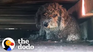 Dog Living In Junkyard Refused To Be Rescued Without His Sister | The Dodo
