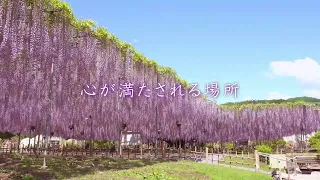 ふじのはな物語 - 大藤まつり -　15秒プロモーション動画