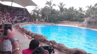 Dolphin show , loro parque, tenerife