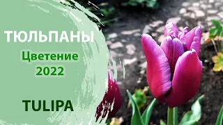 Тюльпаны/Цветение 2022/Без сортов/Tulips/Tulipa