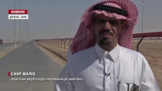 У Дубаї визначили найшвидшого верблюда