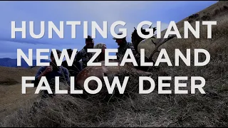 Hunting Giant New Zealand Fallow Deer