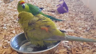 Как купаются какарики ❤ Прыгающие попугаи