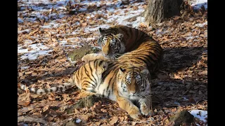 Тигрята Амба и Влада в Приморском Сафари парке.