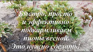 Сделайте это с пионами весной и они будут радовать вас длительным цветением