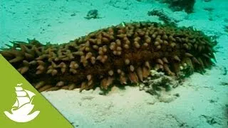 Sea Cucumbers: Animals that look like plants