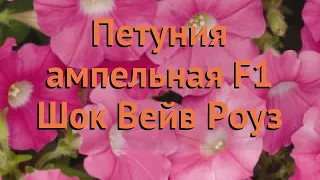 Петуния ампельная Шок Вейв Роуз (shok veyv rouz) 🌿 обзор: как сажать, семена петунии Шок Вейв Роуз