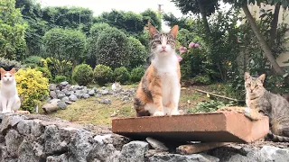 My Biggest Dream For Our Outdoor Cats Finally Came True !!