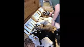 baby goat speed feed