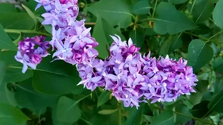 СИРЕНЬ (видео, цветы сирени, весна) 丁香,  lilac flowers, lila