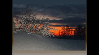 Волки (Волки есть волки, их очень жаль, но иллюзий не строю, песня «Вожак», исп. Александр Маршал)