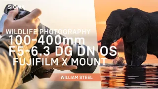 SIGMA 100-400mm F5-6.3 DG DN OS | Contemporary for FUJIFILM X Mount: Wildlife Photography