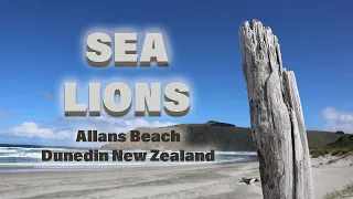 New Zealand Sea Lions | Allans Beach | Dunedin South Island New Zealand