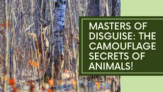 Masters of Disguise: Unveiling the Camouflage Secrets of Animals!