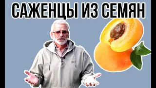 Плодовые деревья из семян / Как вырастить семенной подвой / Игорь Билевич