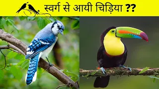 दुनिया के 10 सबसे सुन्दर पक्षी 😍 | Top 10 most BEAUTIFUL Birds in the world