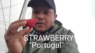 Strawberry Works PORTUGAL || Saroj Mahat