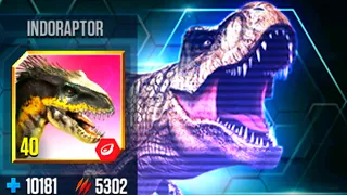 SOLO BATTLE PACHYGALOSAURUS VS INDORAPTOR VS CHROMASPINUS | HT GAME