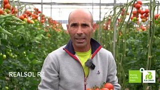 Daniel Barbero contento con Realsol RZ, tomate precoz con excelente producción y calidad