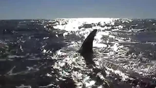 Roberto Bubas: "Reencuentro con mis amigas orcas"