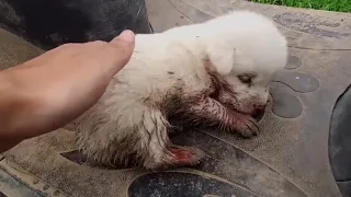 Pick up a little milk dog from the trash can to make it the happiest dog in the world!