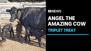 A cow on WA's South Coast with a special delivery | ABC News