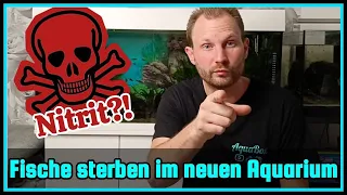 Deine Fische sterben plötzlich im neuen Aquarium? | Was tun bei Nitrit im Aquarium?