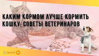 Каким кормом лучше кормить кошку: советы ветеринаров