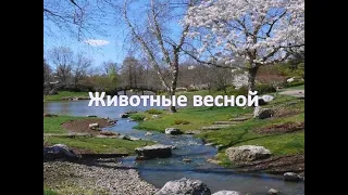 Животные весной.