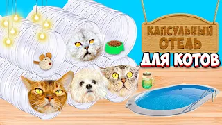 МЫ ПОСТРОИЛИ КАПСУЛЬНЫЙ ОТЕЛЬ ДЛЯ КОШЕК ИЗ БУТЫЛОК!