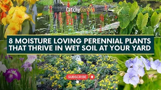 Top 8 Moisture Loving Perennial Plants That Thrive In Wet Soil 🌷🍃