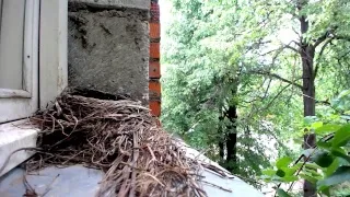 Chicks of  Turdus pilaris / Птенцы дрозда-рябинника (day 11)