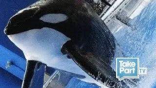 DEATH AT SEAWORLD | EYEWITNESS INTERVIEW with Lynne Schaber | The Cove | TakePart TV