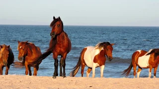 Assateague Horses: Help Keep 'Em Wild