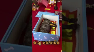 วัดน้อยนอก จ.นนทบุรี-เผาศพน้องพลอยนิล-Pet Funeral Thailand