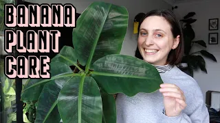 my top tips for growing BANANA PLANTS indoors 🪴 Musa Dwarf Care Tips & Tricks