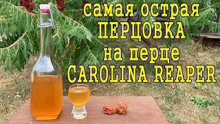 Самая острая перцовка - рецепт настойки на перце Carolina Reaper и дегустация