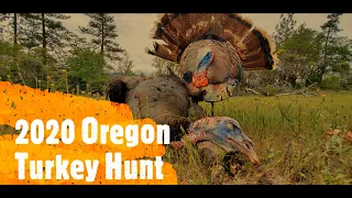 Oregon Turkey Hunt 2020