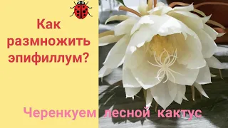 🌱Размножение эпифиллума.  Как укоренить отростки кактуса