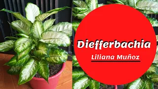 DIEFFERBACHIA / Liliana Muñoz