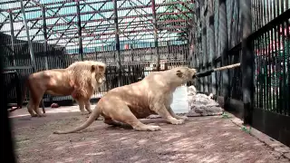 Как развлекаются зоологи. Перетягивание каната со львом.